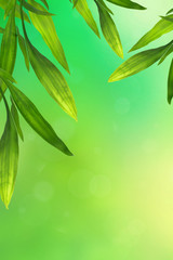 Beautiful green spring background with bamboo leaves