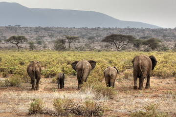 Obraz premium elephant family