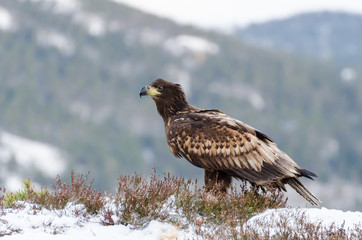 White tail eagle