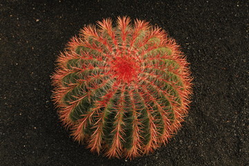 Lanzarote - Kaktus