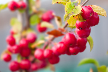 Crab-apple - Malus - Red sentinel