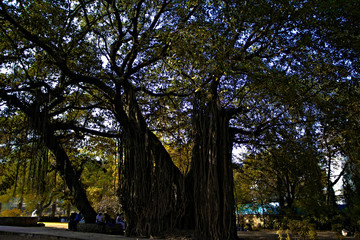 Banyan tree