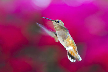 Rufous Hummingbird