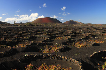 Lanzarote - La Geria