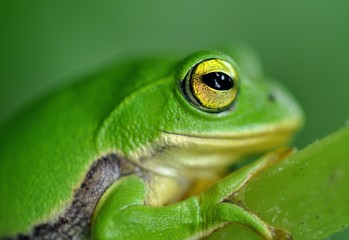 シュレーゲルアオガエル