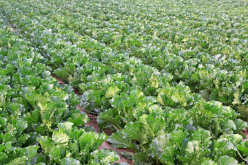 green chinese cabbage in the fields