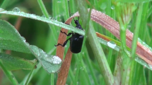 black beetle climbing up a blade of grass