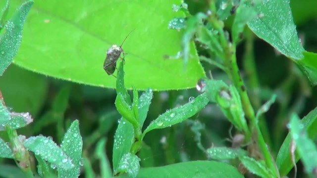 green nature with insects