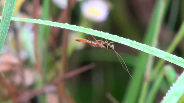 bug sits on a blade of grass and moved mustache