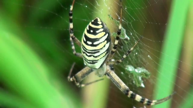 spider with black and yellow body