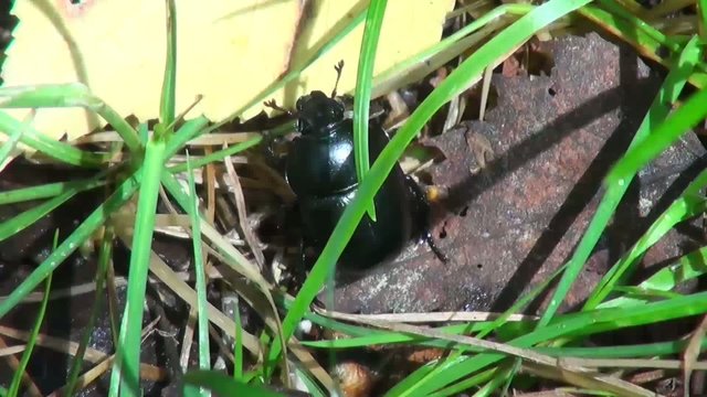 black beetle delves into the branches