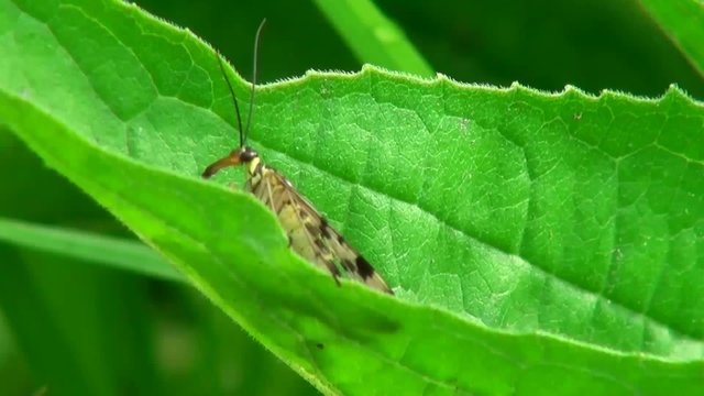 butterfly sitting on leaf