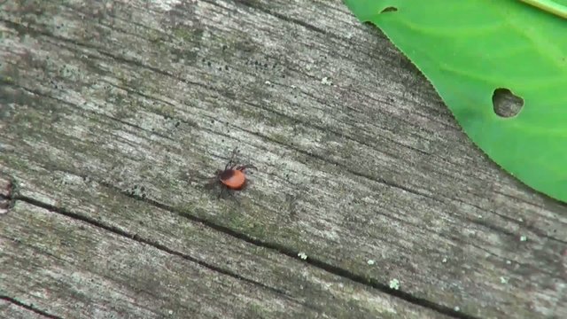 little mites crawling in the woods