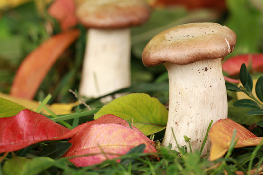Saitling Pilze wachsen im Wald