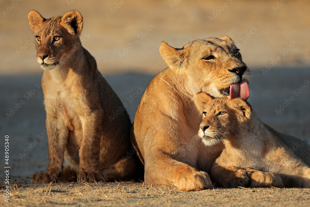 Wall mural Lioness with cubs, Kalahari desert