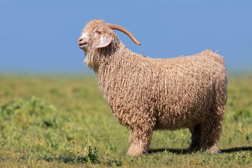 Fototapeta premium Angora goat
