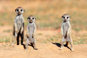 Cute meerkat babies, Kalahari desert