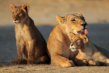 Löwin mit Jungen, Kalahari-Wüste © EcoView