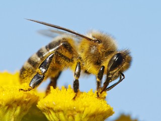 honeybee pollinated of yellow flower