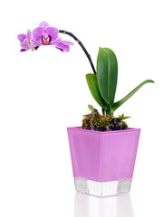 rare miniature orchid arrangement centerpiece in vase isolated o