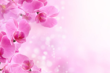 beautiful pink orchid