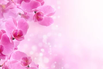 Foto op Plexiglas Orchidee beautiful pink orchid