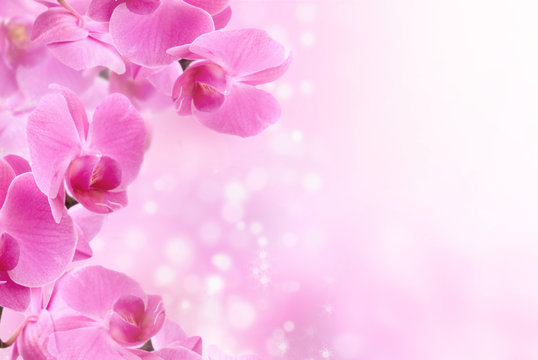 Fototapeta beautiful pink orchid