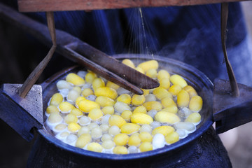 Boiling Silk Cocoon to prepare Cocoon Silk