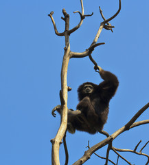 White-handed Gibbon