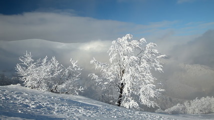 Landscape with winter trees, snowy mountains and clouds - Powered by Adobe