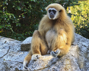 White-handed Gibbon