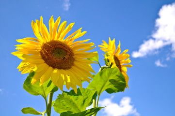 Sonnenblumenpaar