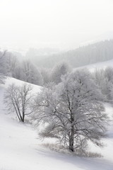 Obraz na płótnie Canvas Rime: Zimowy krajobraz w Szwabskiej
