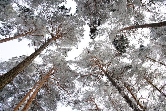 Kiefernwald Raureif