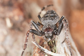 Orb-weaver spider, Araneidae on wood, macro photo