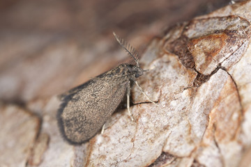 Bagworm moth, Psychidae on wood, macro photo