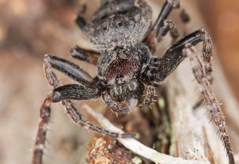 Orb-weaver spider, Araneidae on wood, macro photo