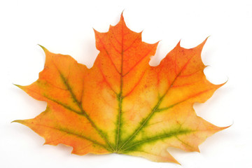 Naklejka na ściany i meble Kolorowa jesień liści