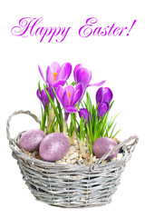 beautifil spring flowers crocus with easter eggs decoration