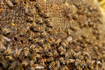 Swarm at work