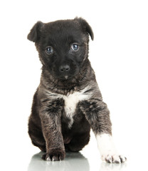 Naklejka premium Cute puppy isolated on white