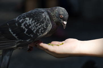 feeding pigeon