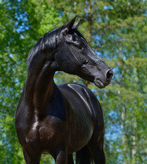 Black stallion of Russian riding breed - 48913708