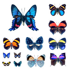 Collection de papillons sur fond blanc en haute définition