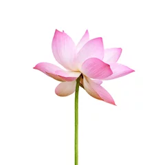 Photo sur Aluminium fleur de lotus lotus rose