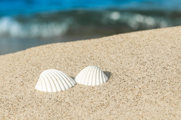 Zwei weiße Herzmuscheln am Sandstrand, Urlaubszeit