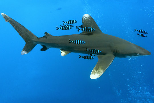 Oceanic White Tip shark - longimanus in the Red Sea