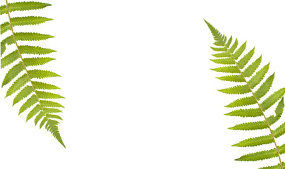 Two green leaves of fern isolated on white