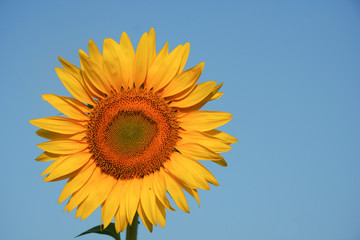 Sunflower, Thailand