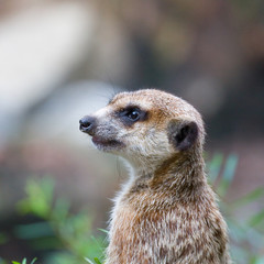 Meerkat, suricata suricatta